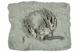 Fossil Crinoid (Cyathocrinites) - Crawfordsville, Indiana #291801-1